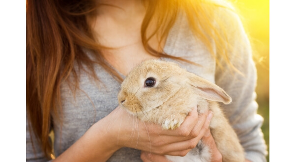 Bir Tavşan, Bir Bilim İnsanı ve Şefkatin Nobel’i: "The Rabbit Effect"